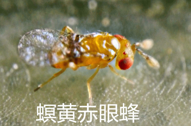 更多照片